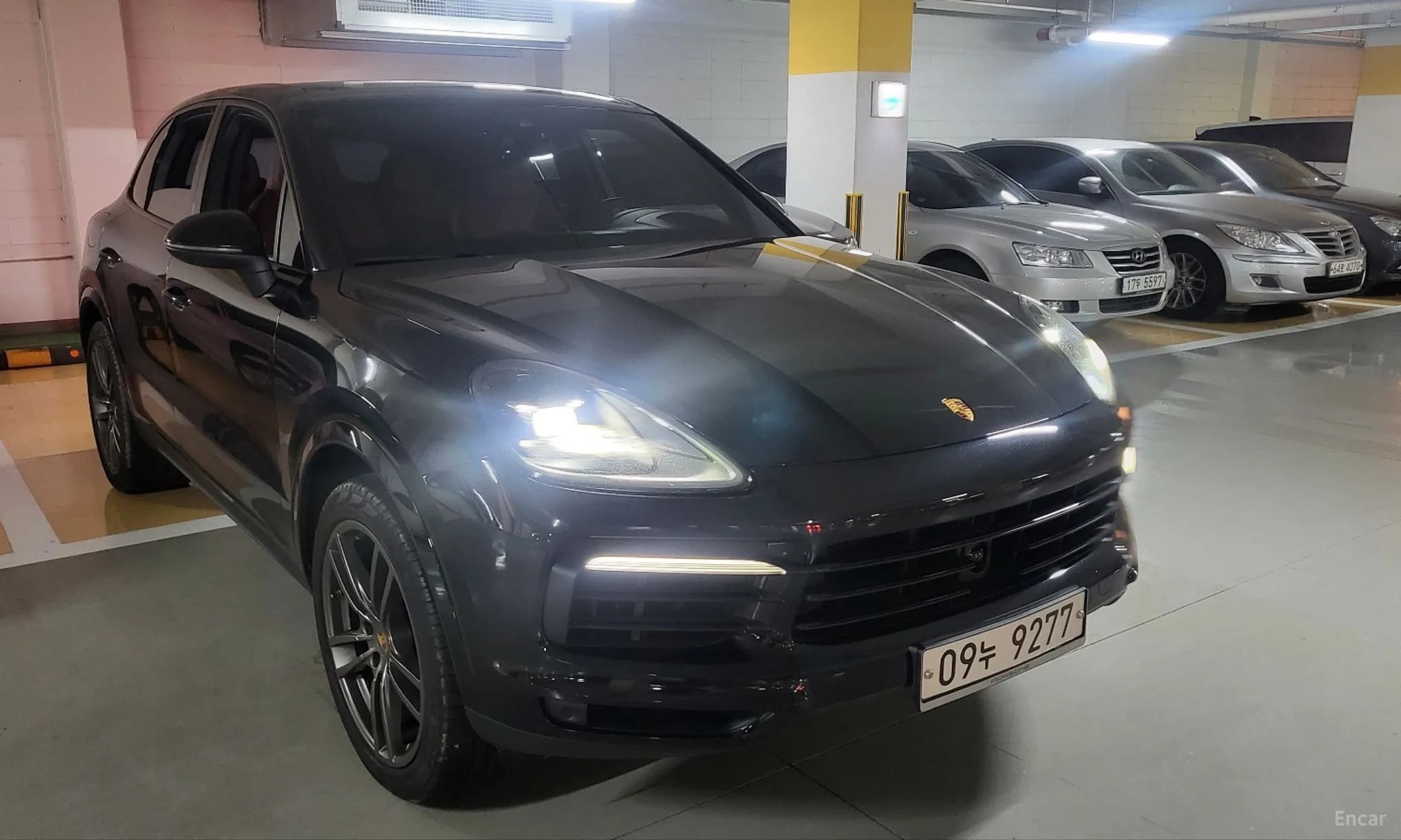Cayenne (PO536)