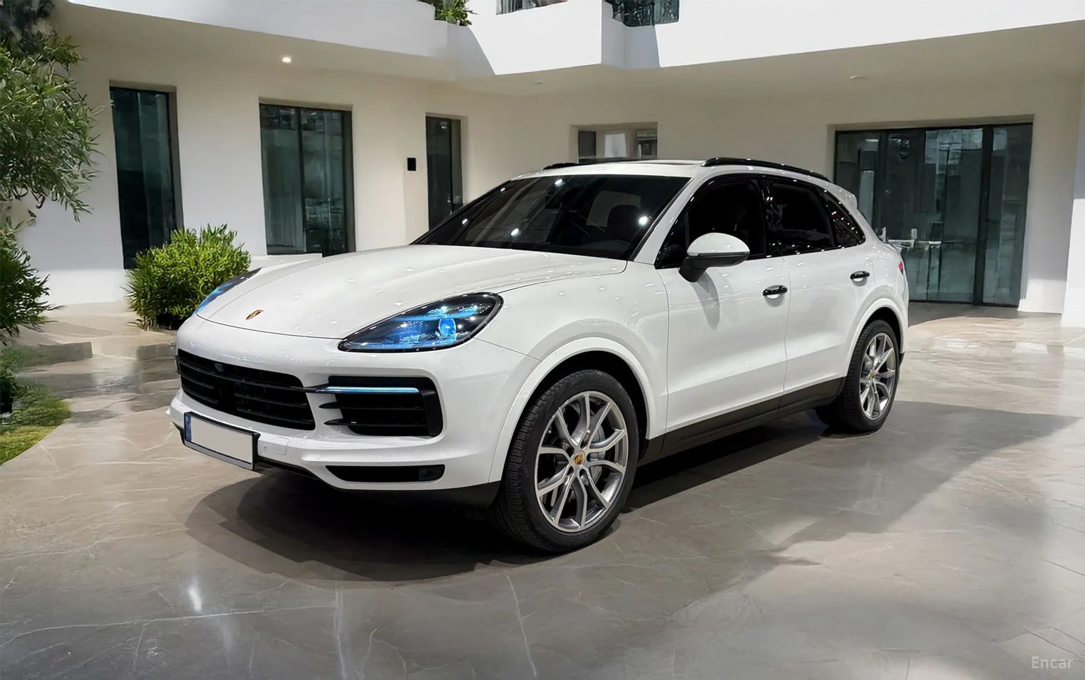 Cayenne (PO536)