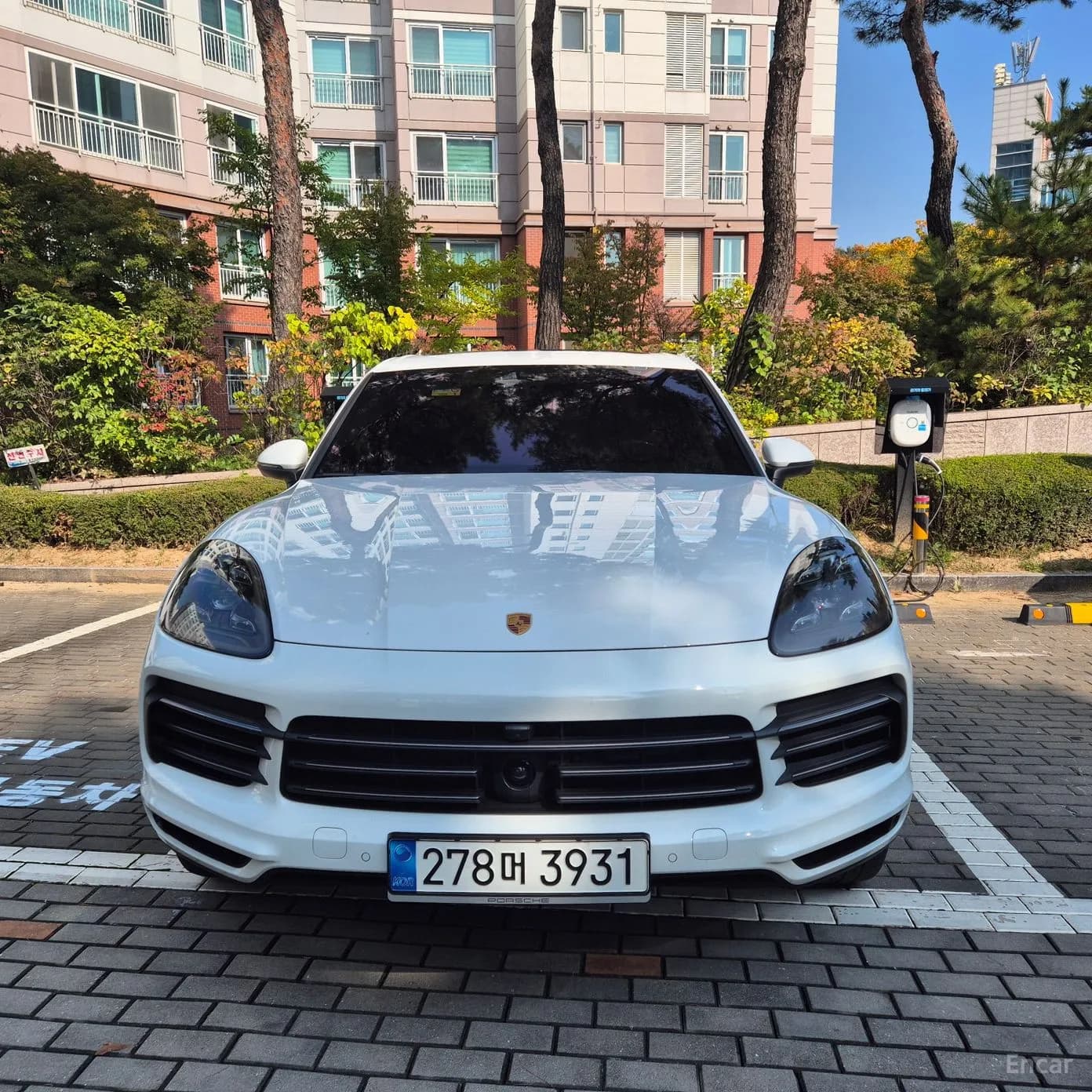Cayenne (PO536)