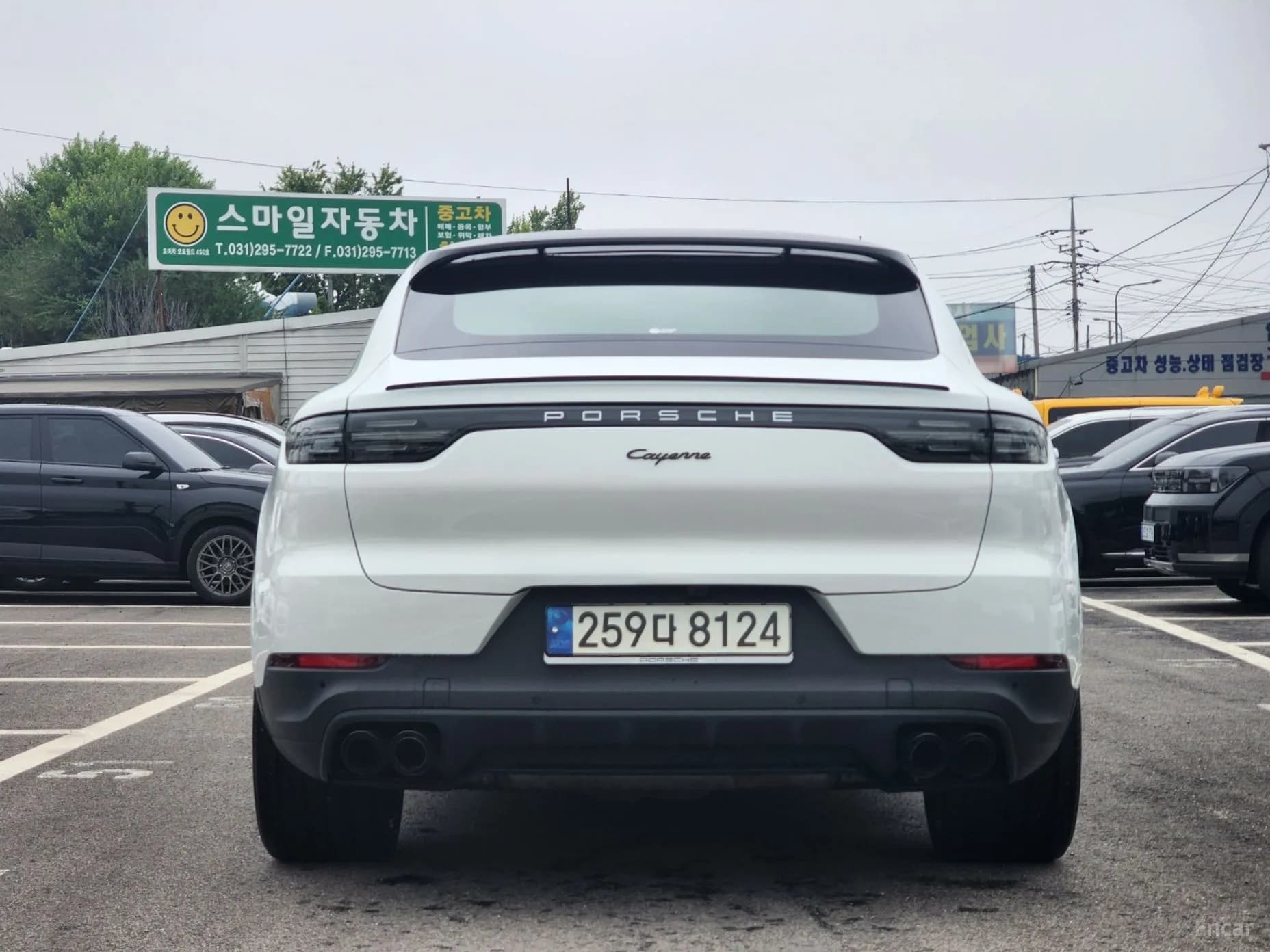 Cayenne (PO536)