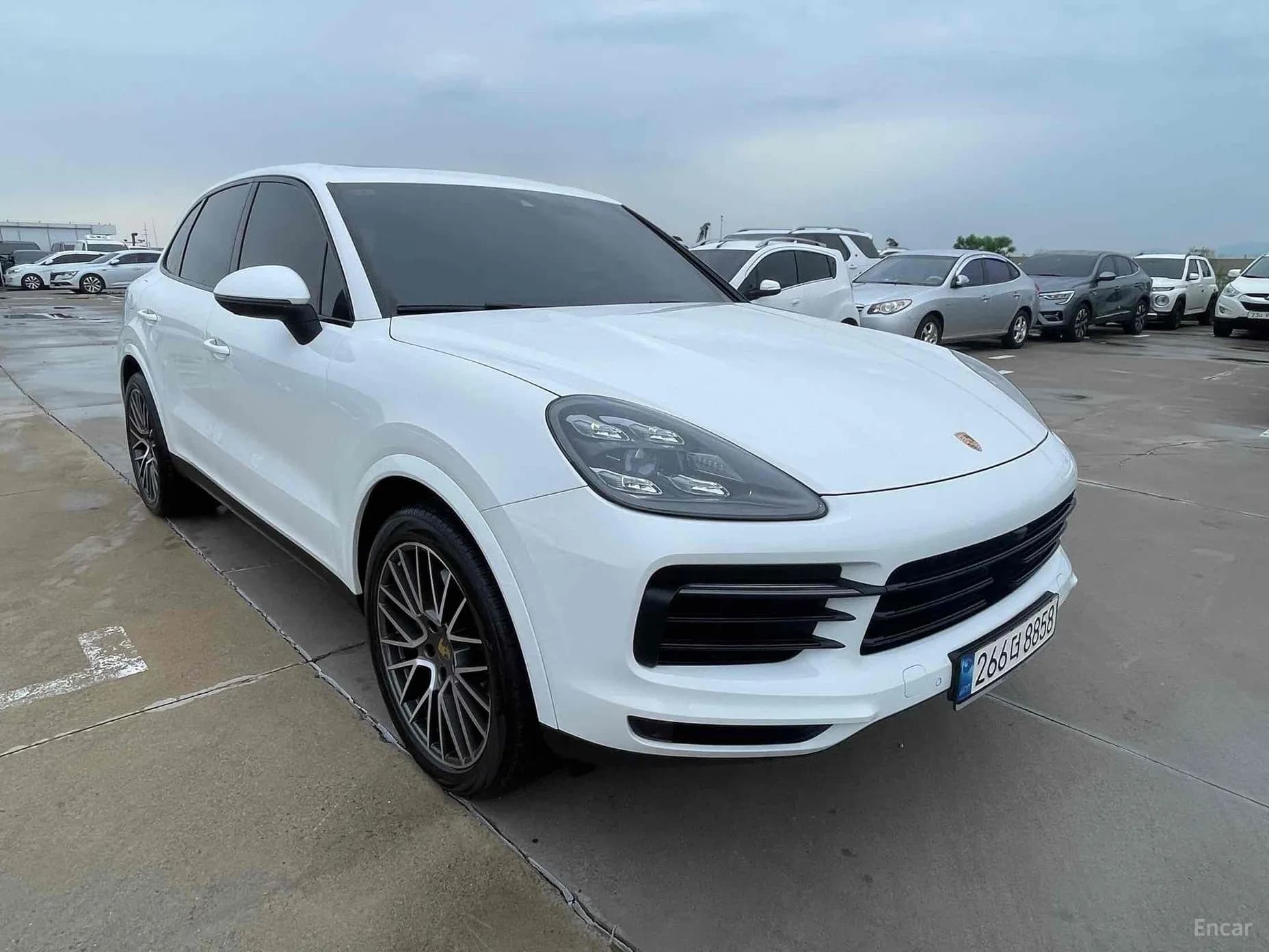 Cayenne (PO536)