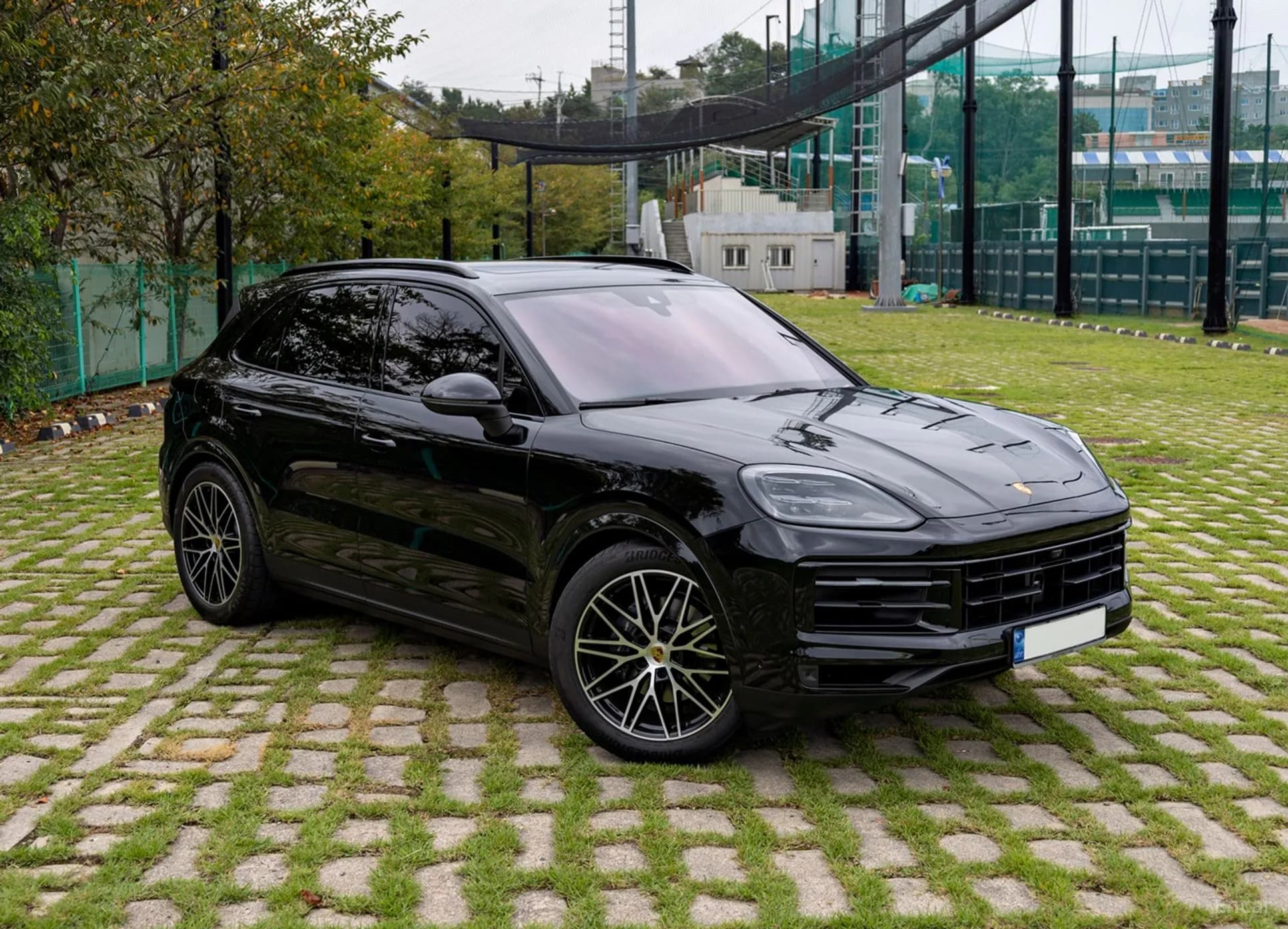 Cayenne (PO536)