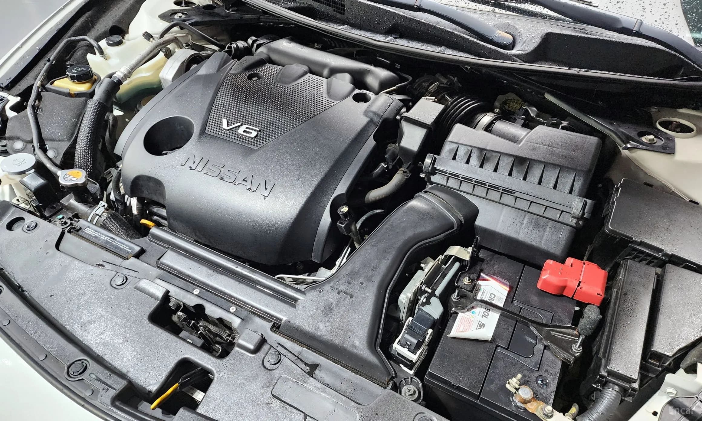 Maxima (A36)