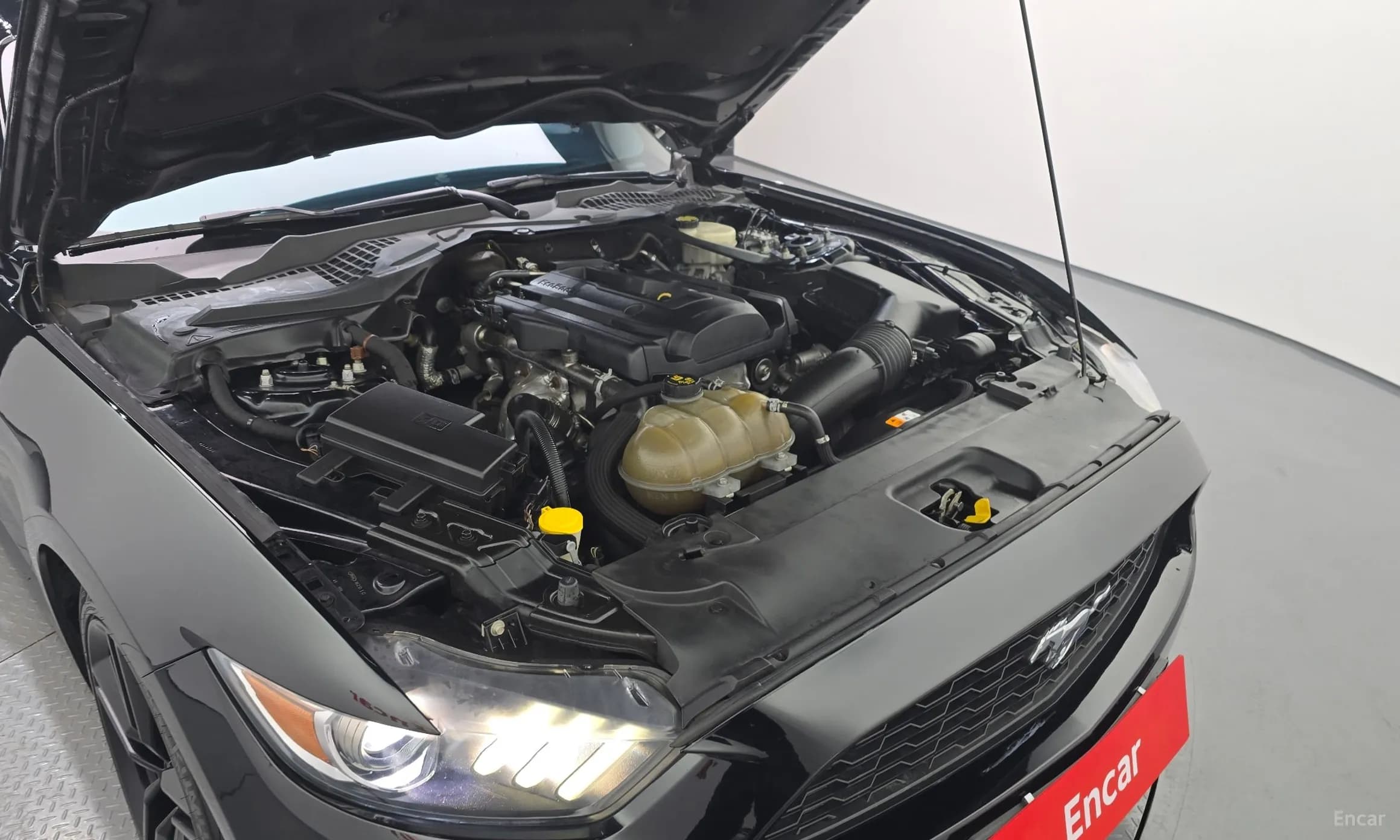 Mustang