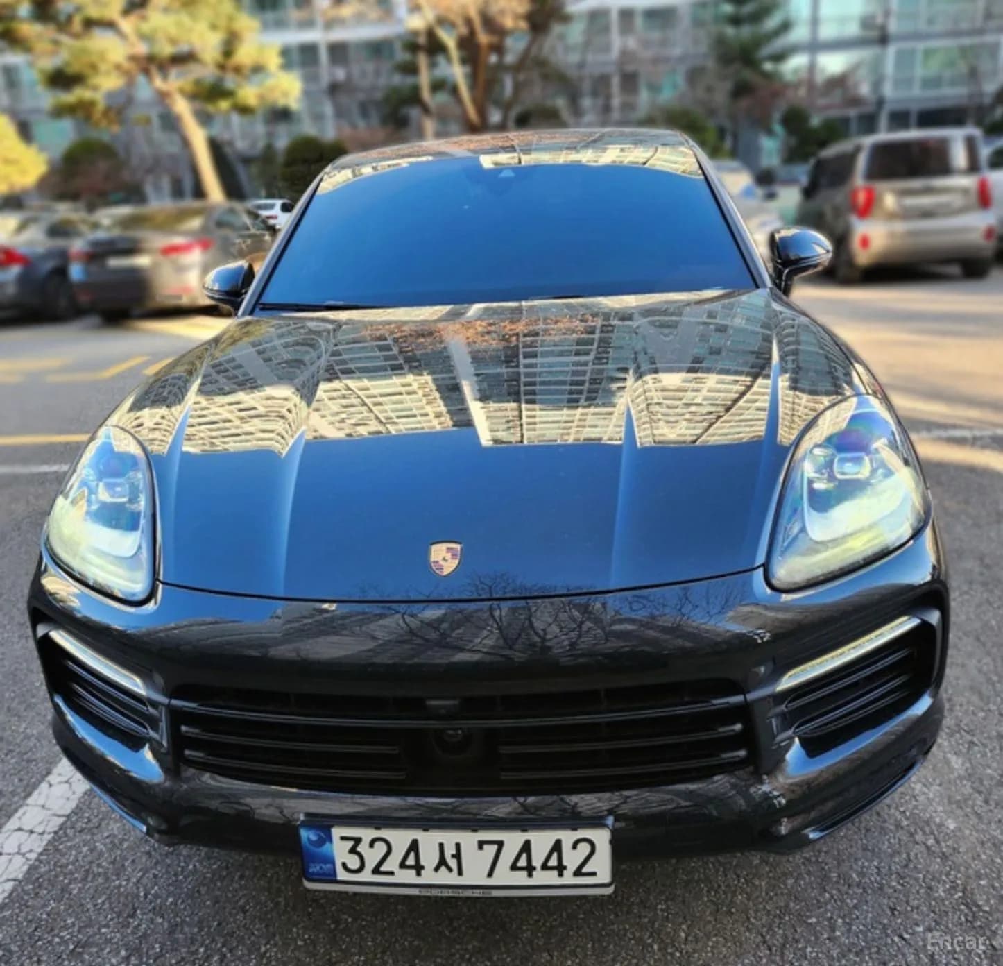 Cayenne (PO536)