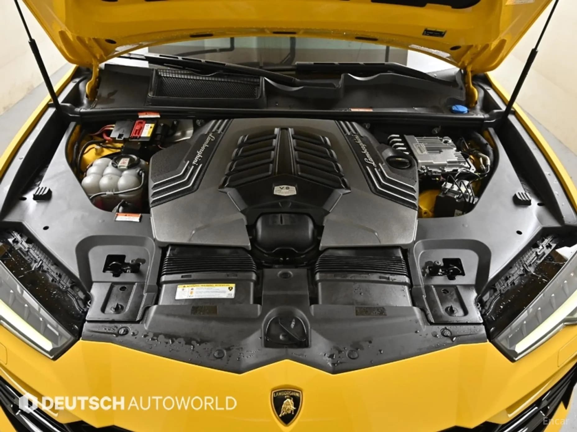 Urus