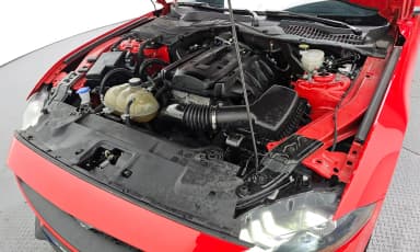Mustang