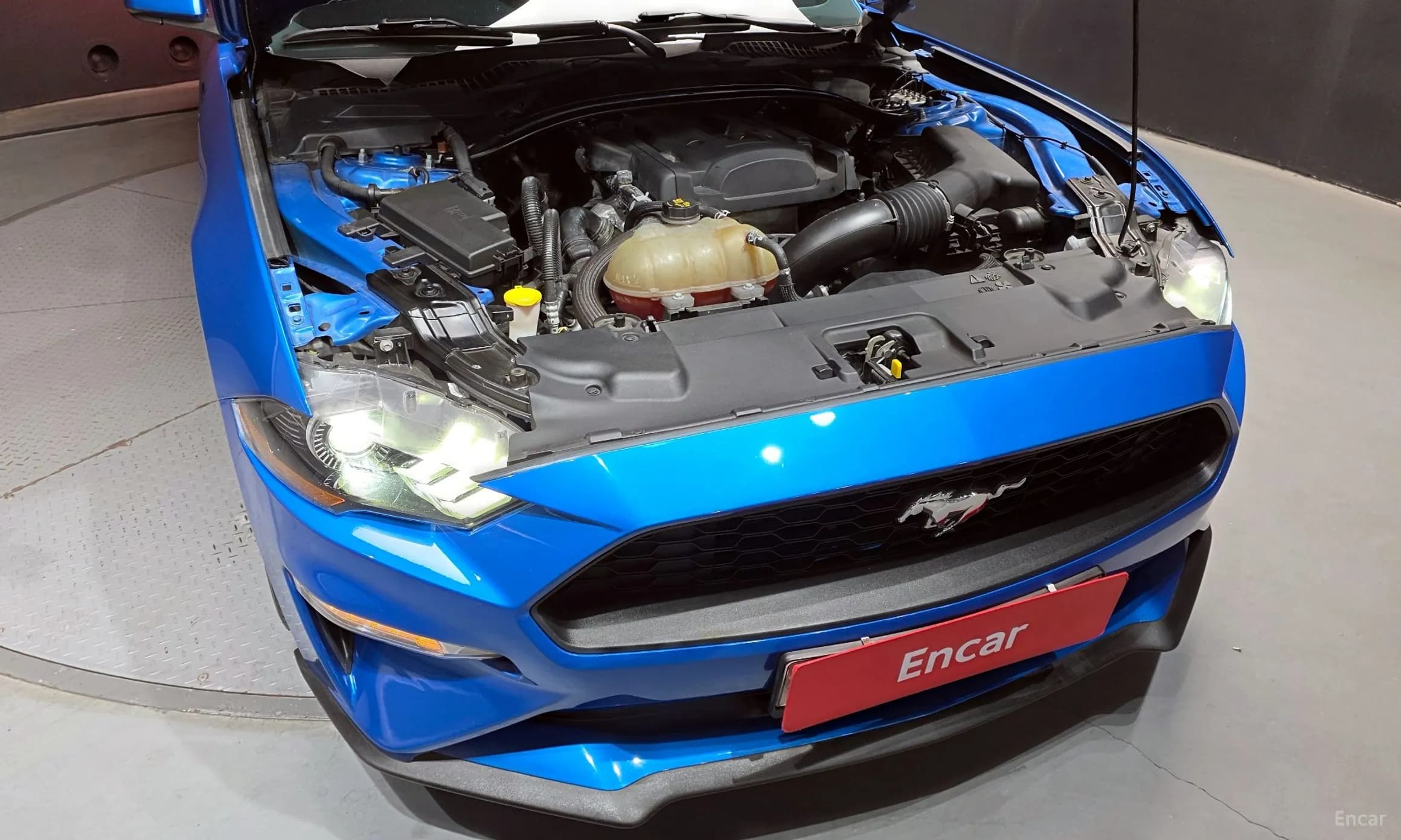 Mustang