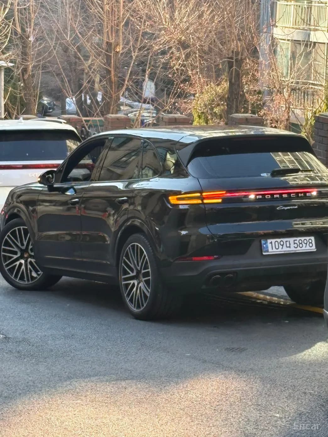 Cayenne (PO536)