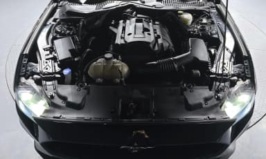 Mustang