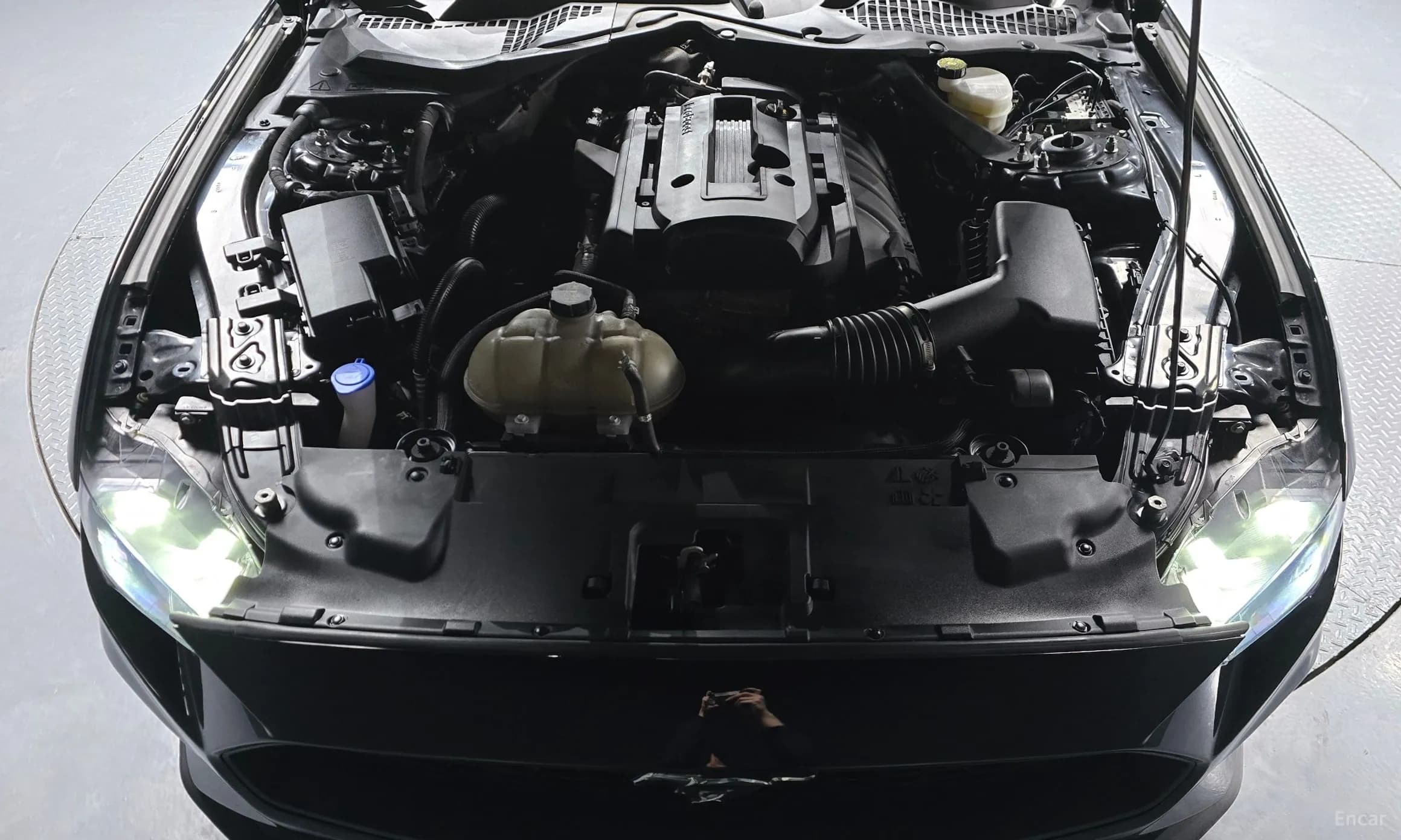 Mustang