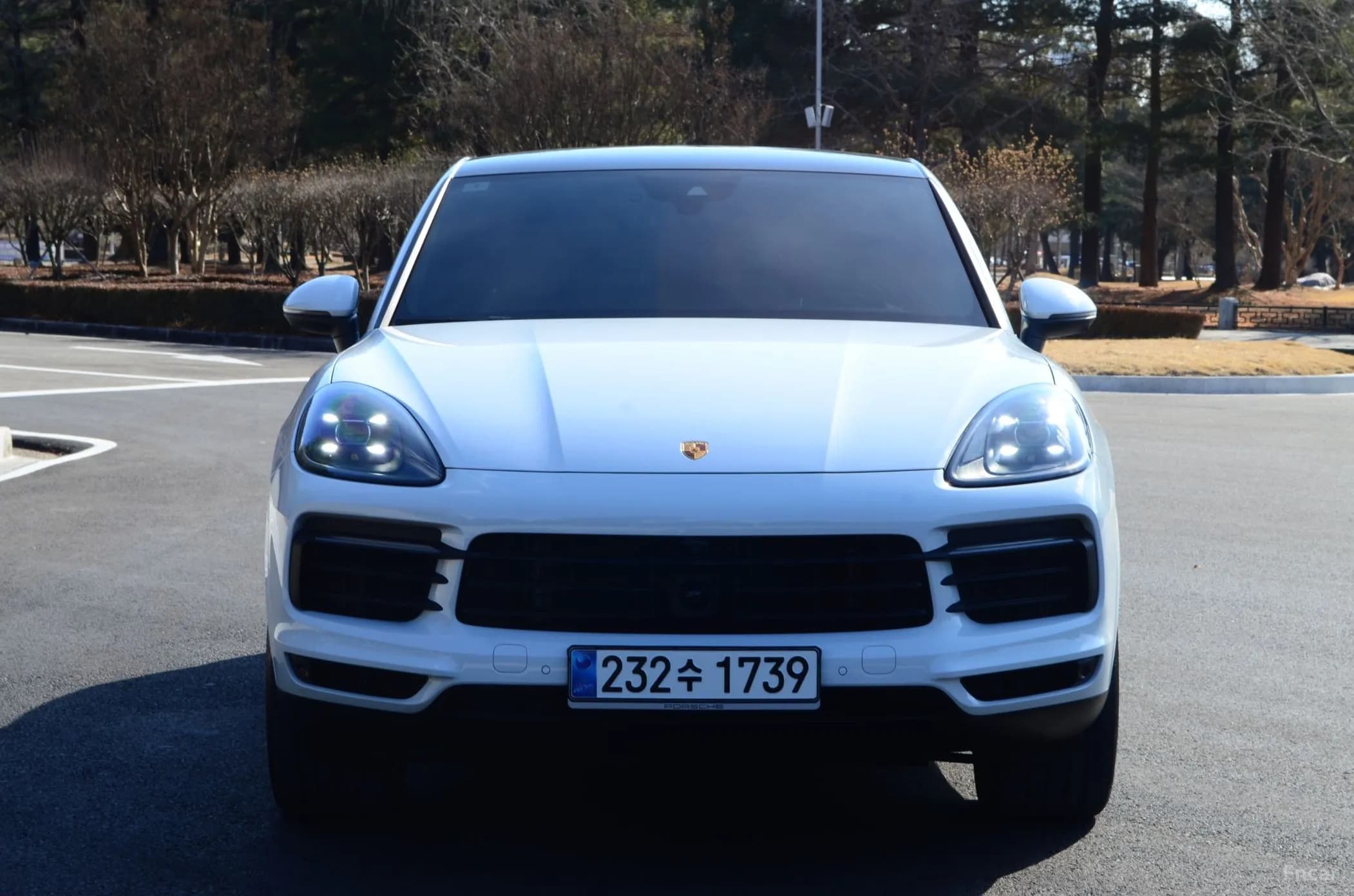 Cayenne (PO536)