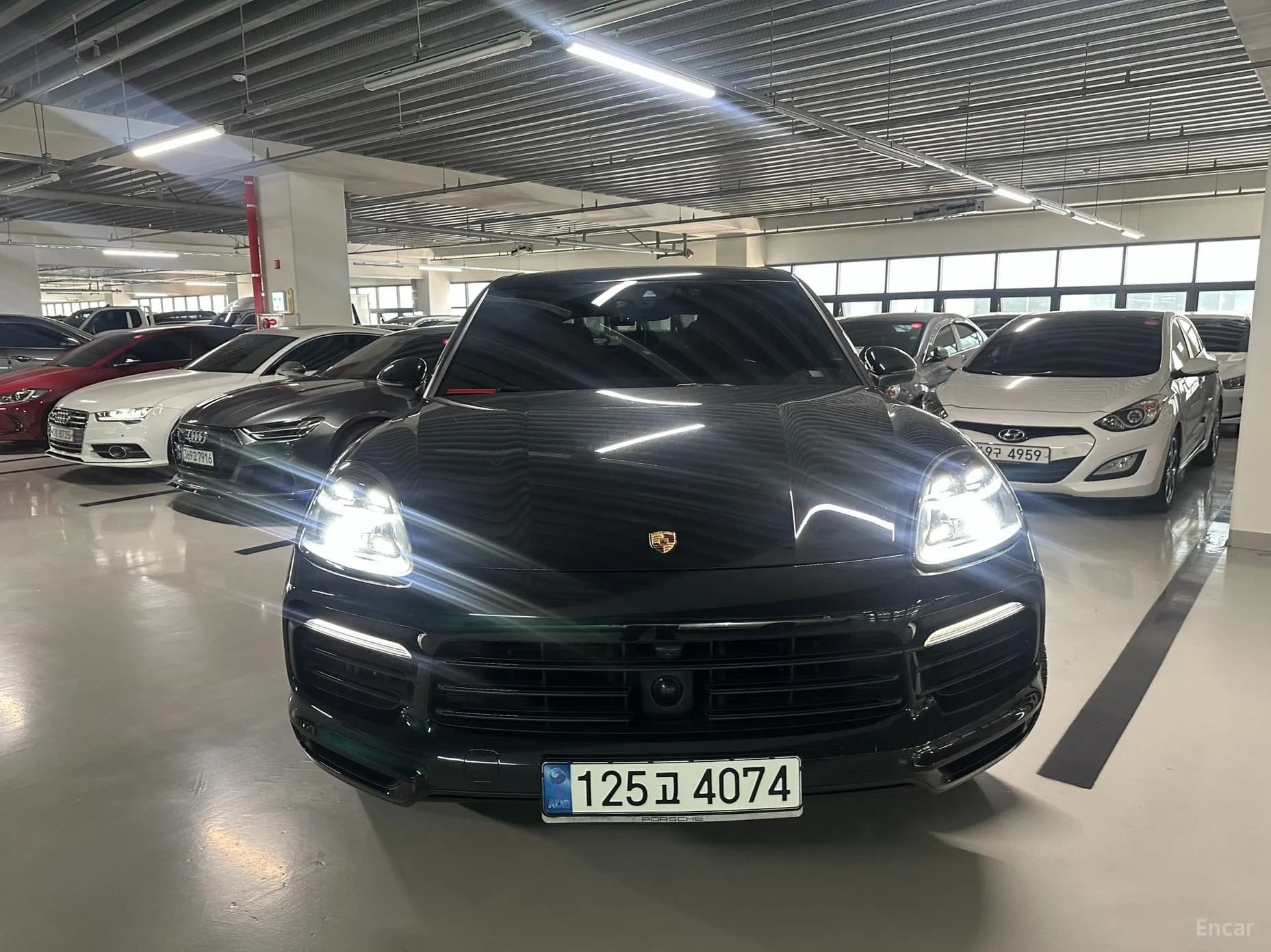 Cayenne (PO536)