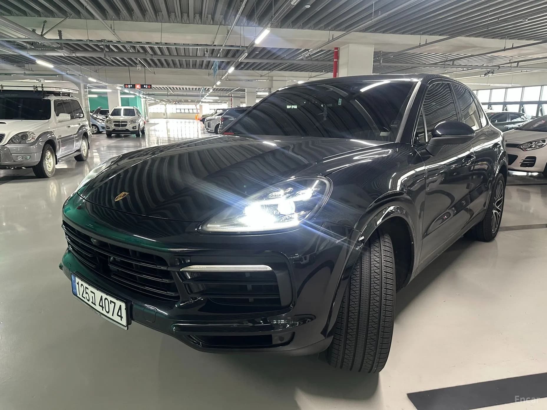 Cayenne (PO536)