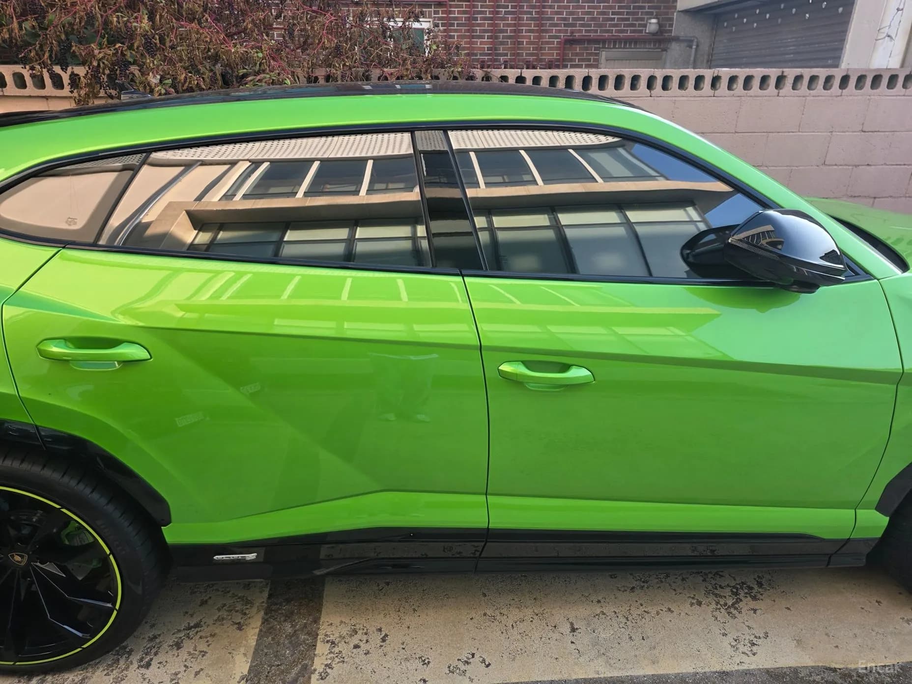 Urus