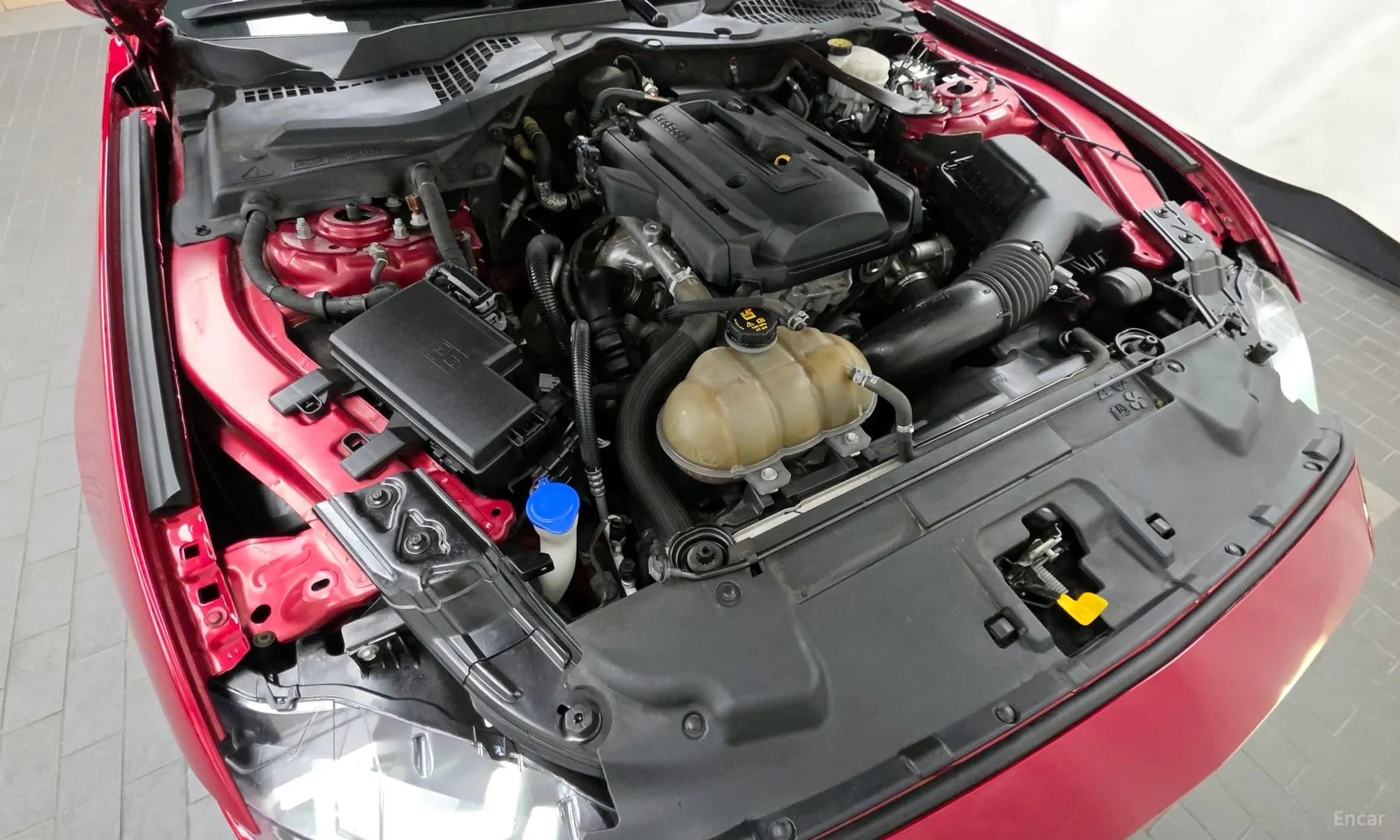 Mustang