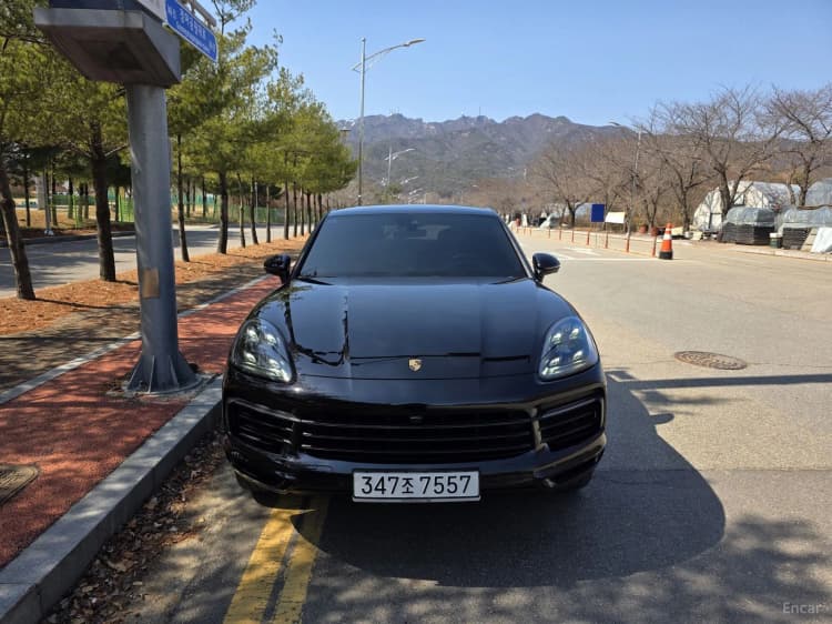 Cayenne (PO536)