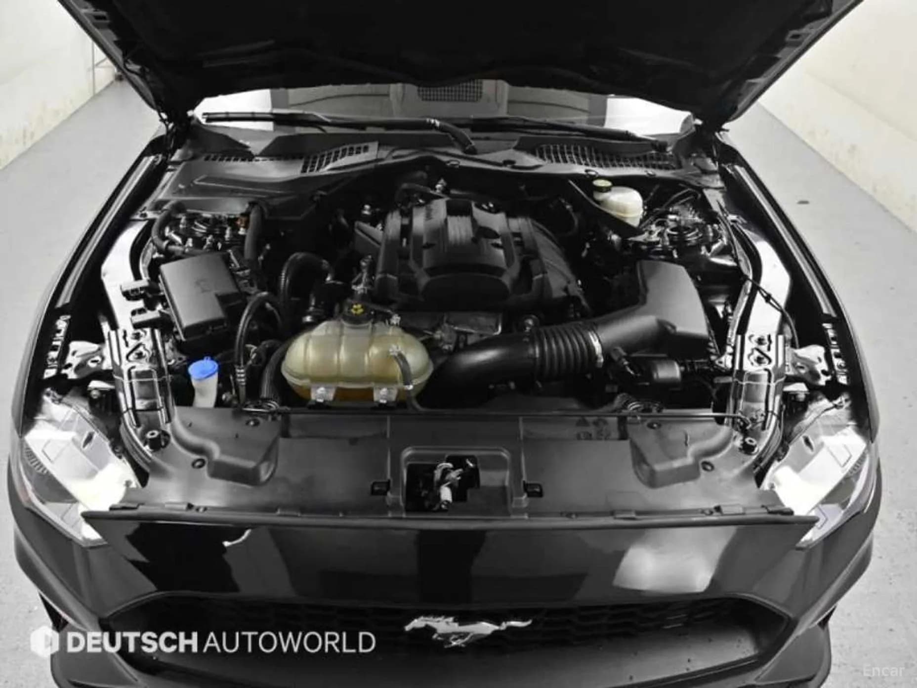 Mustang
