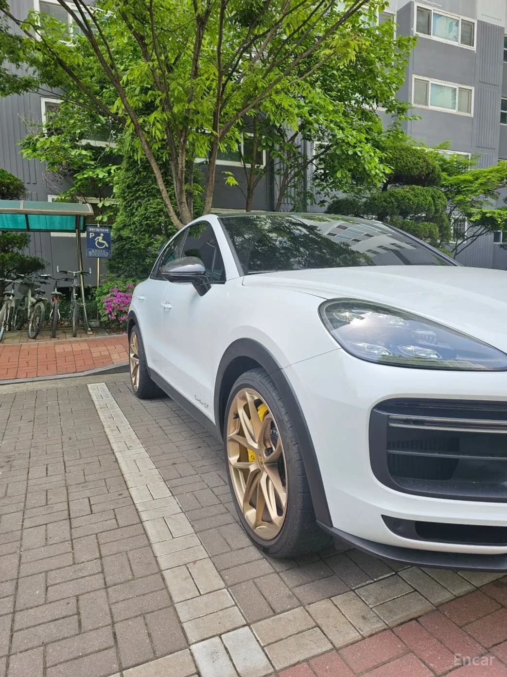 Cayenne (PO536)