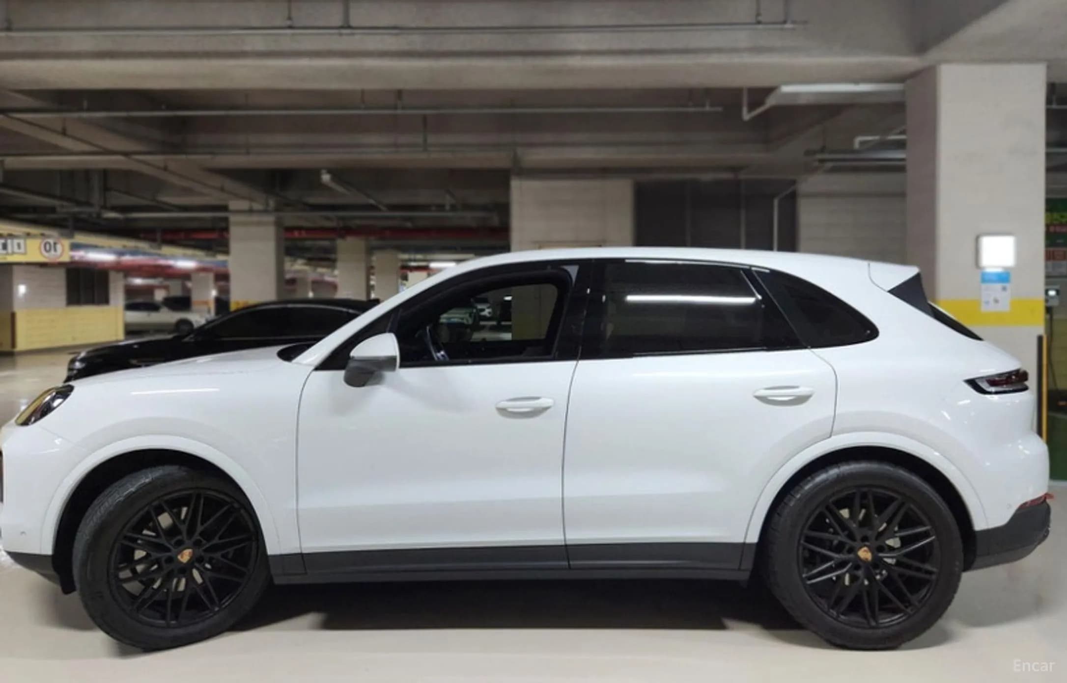 Cayenne (PO536)
