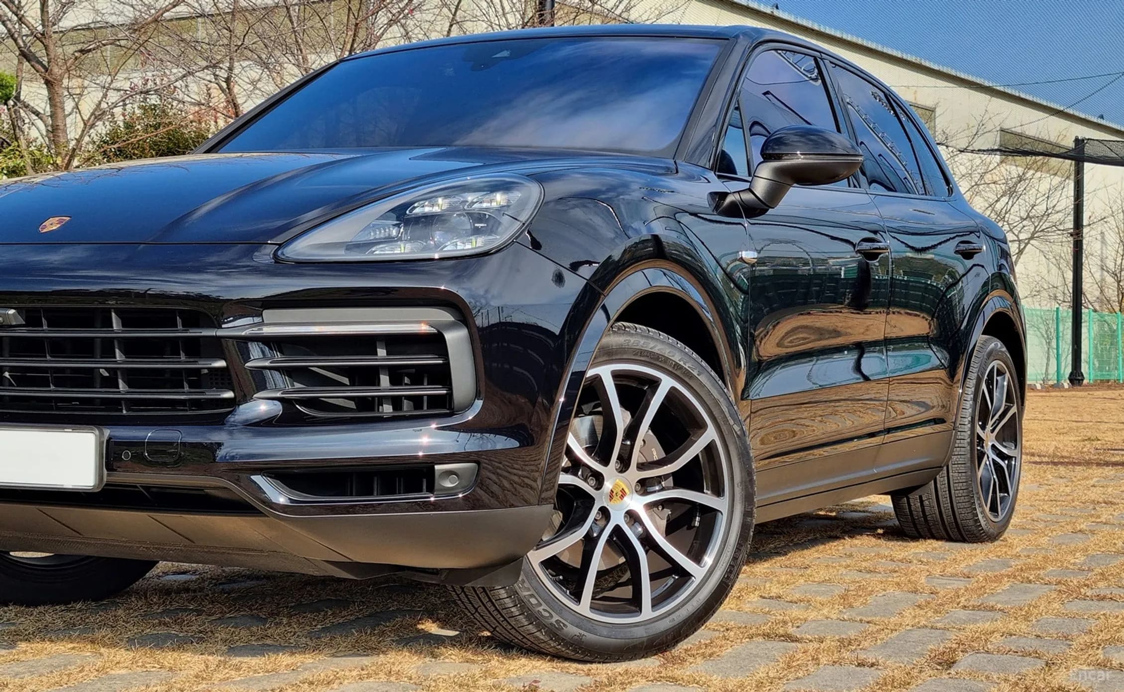 Cayenne (PO536)