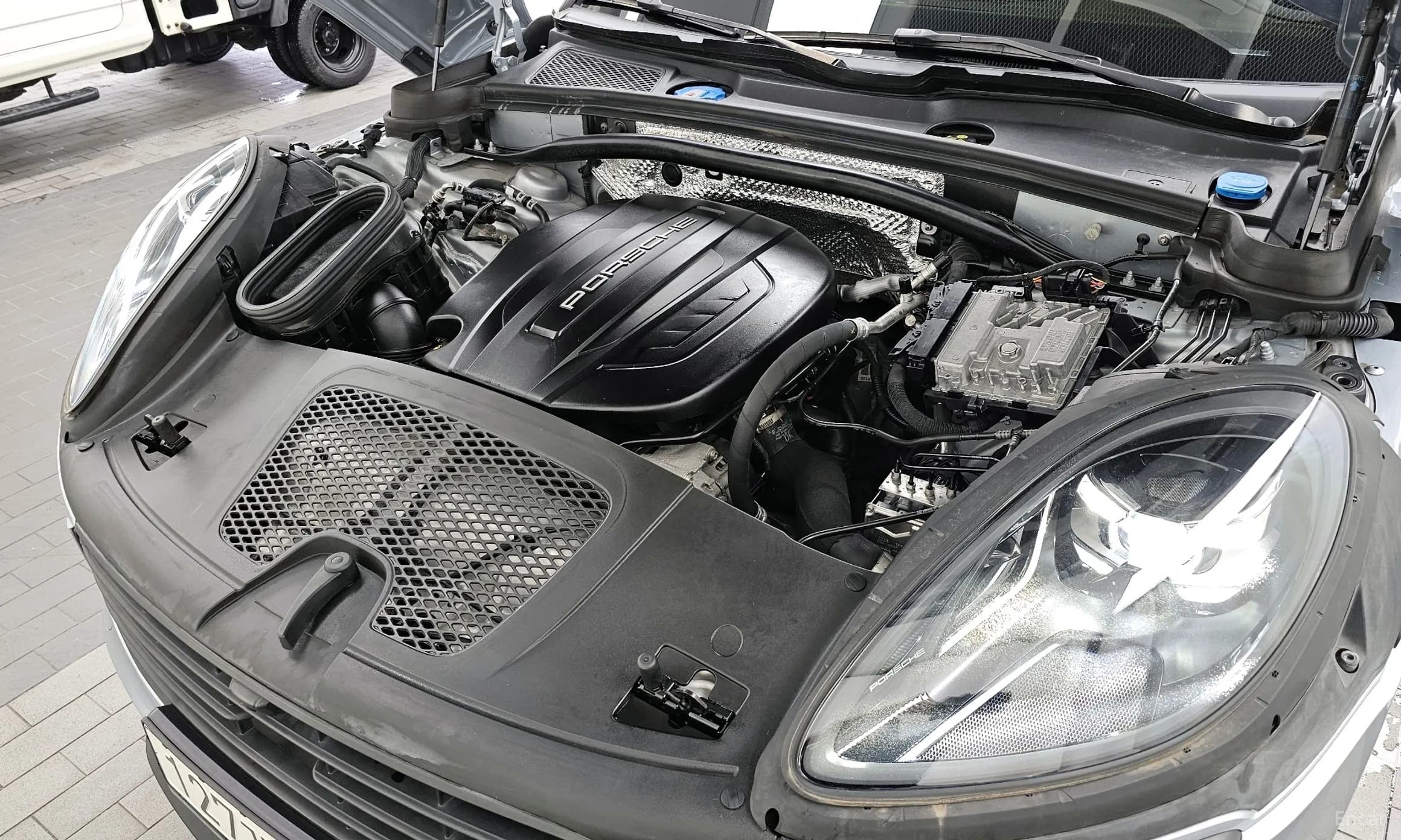 Macan