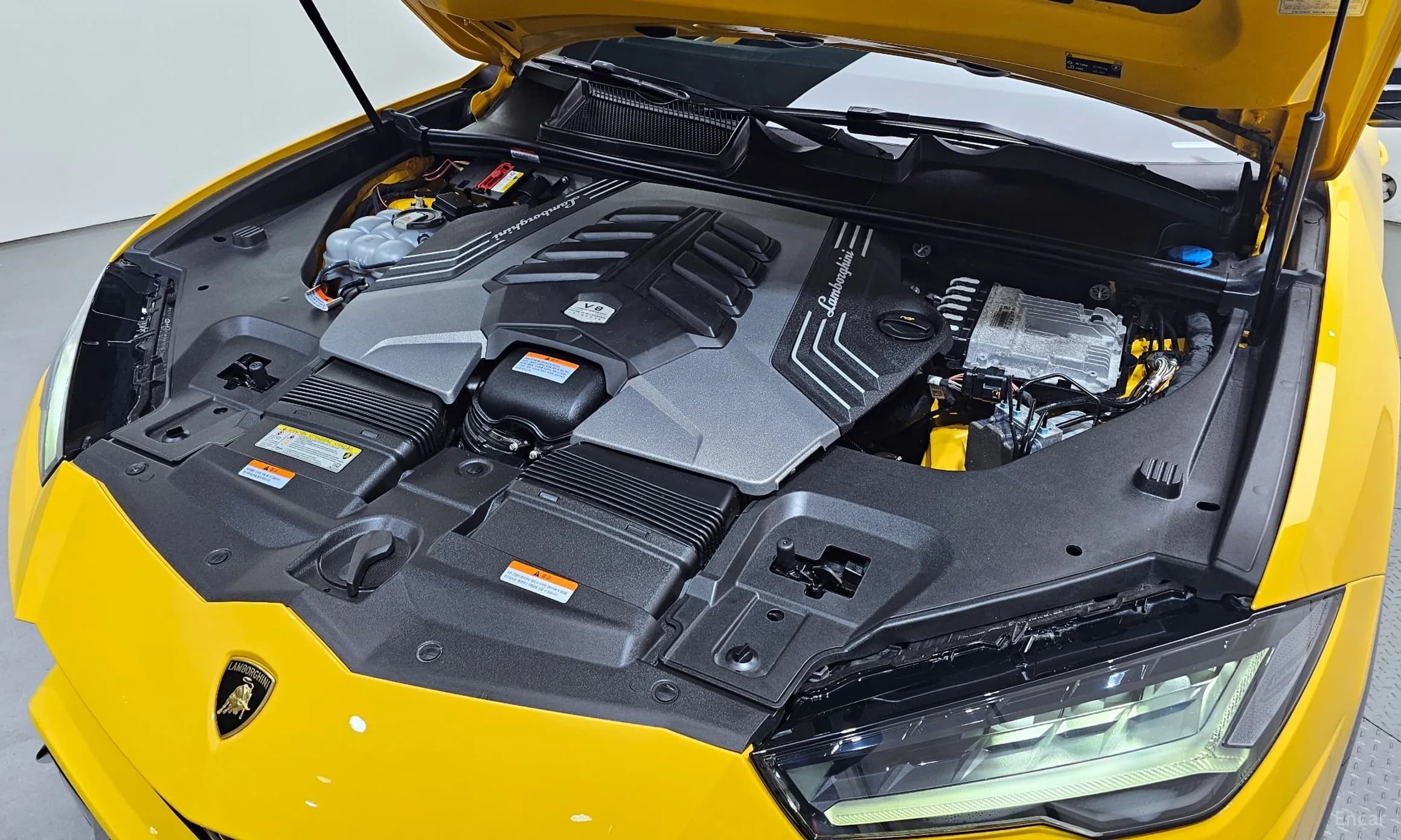 Urus