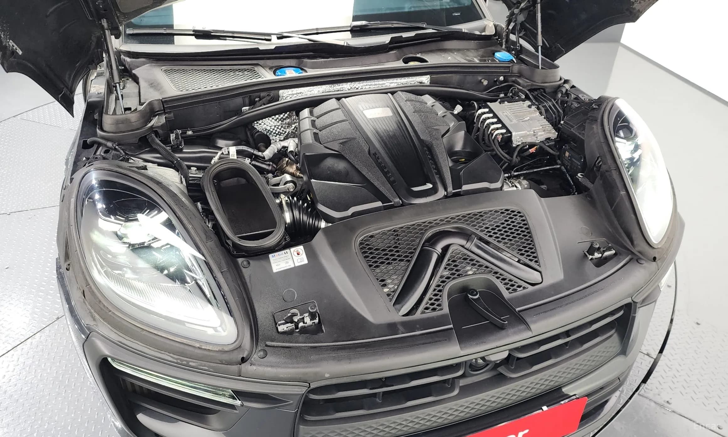 Macan