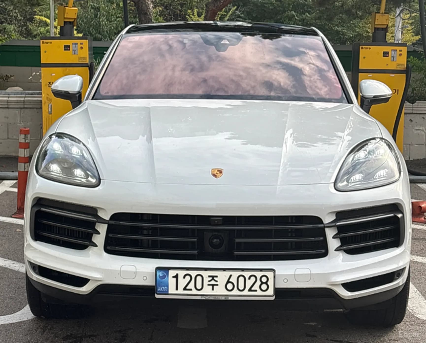 Cayenne (PO536)