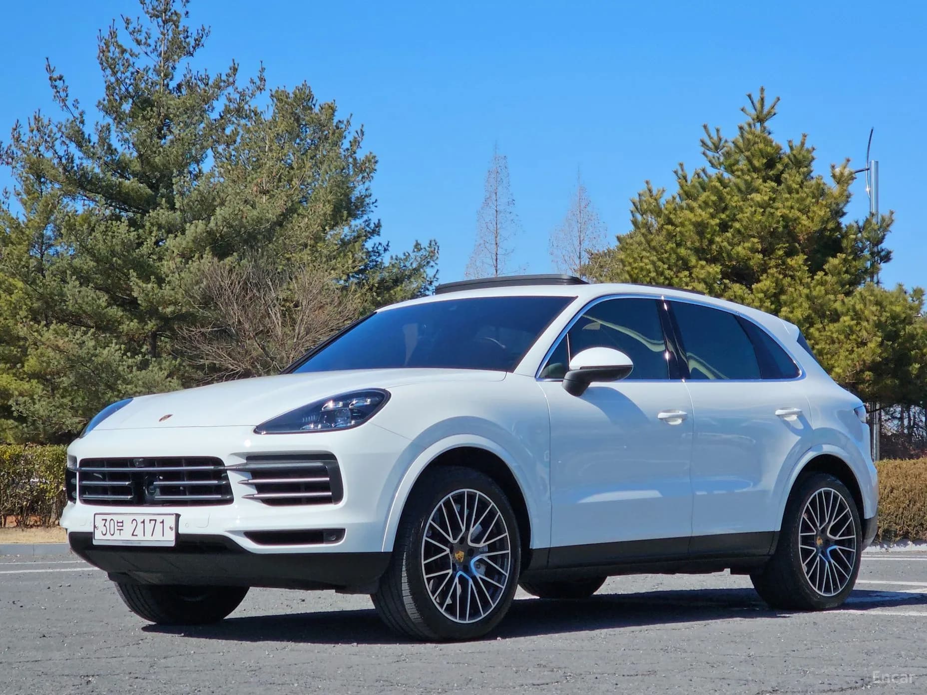 Cayenne (PO536)